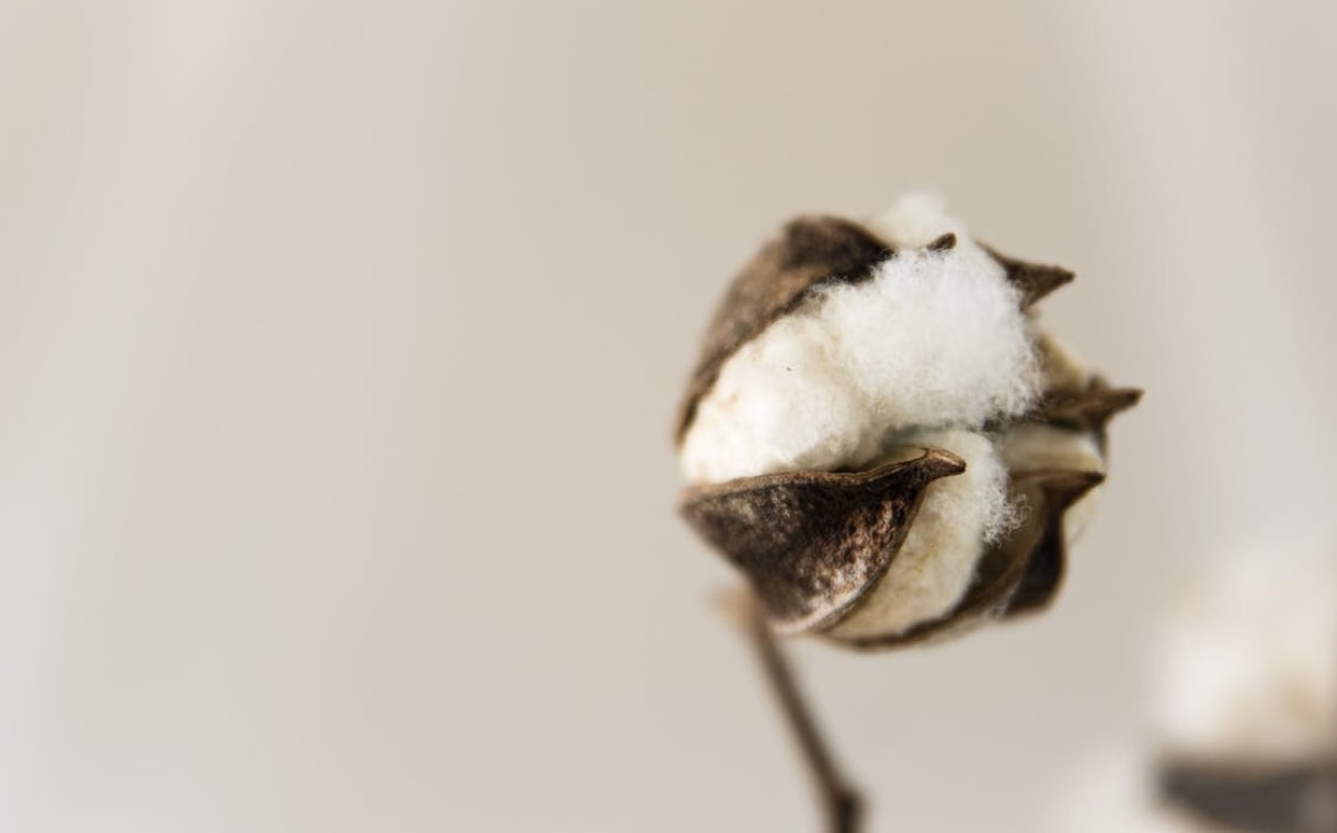 cotton fibre plant
