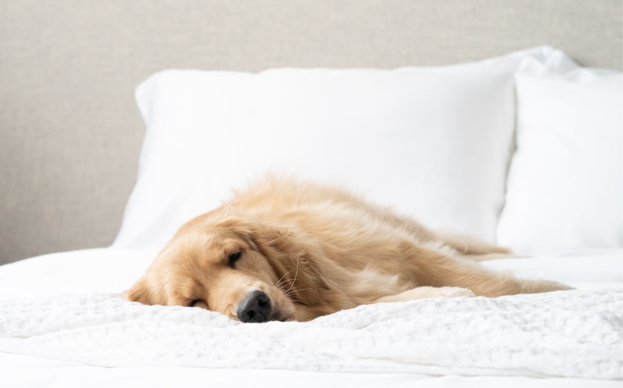 dog lying on bed with weavve's cooling tencel sheets