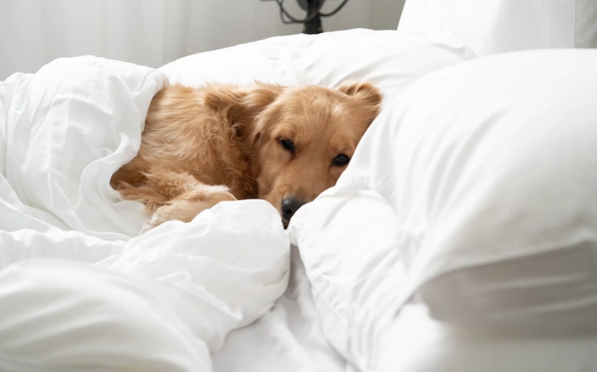 dog sleeping on bed with weavve's white tencel bedding