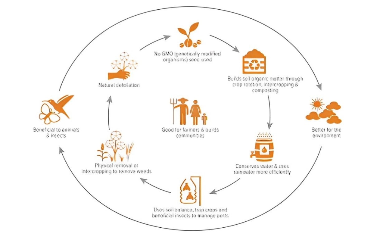 future of cotton explained