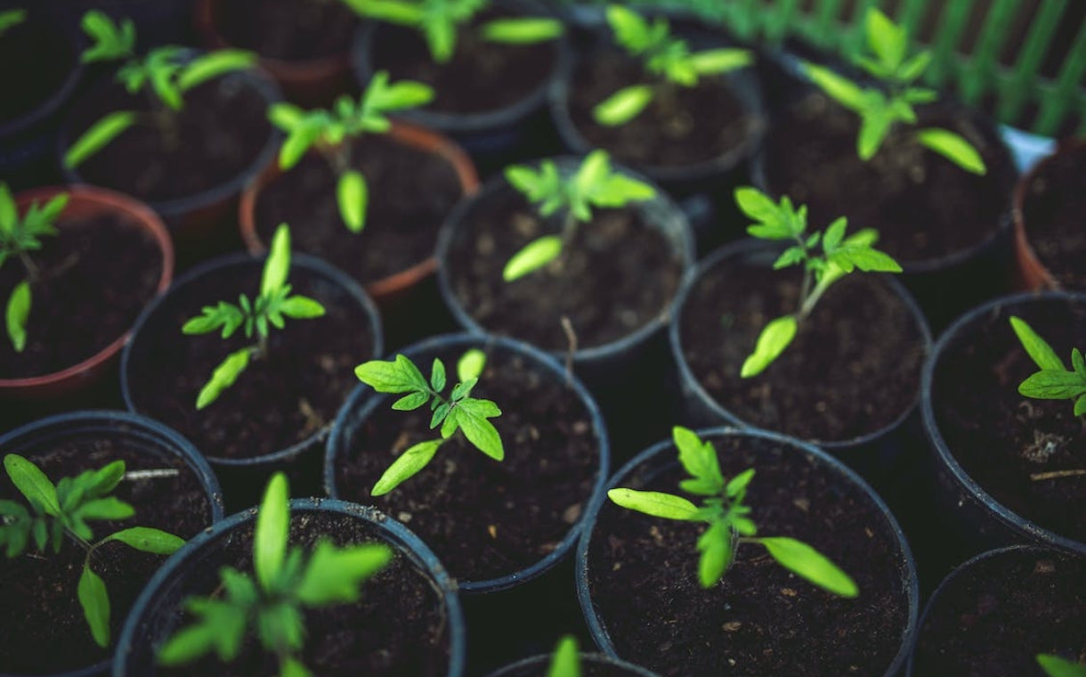 pots of growing plants