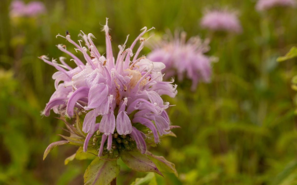 wild bergamot plant