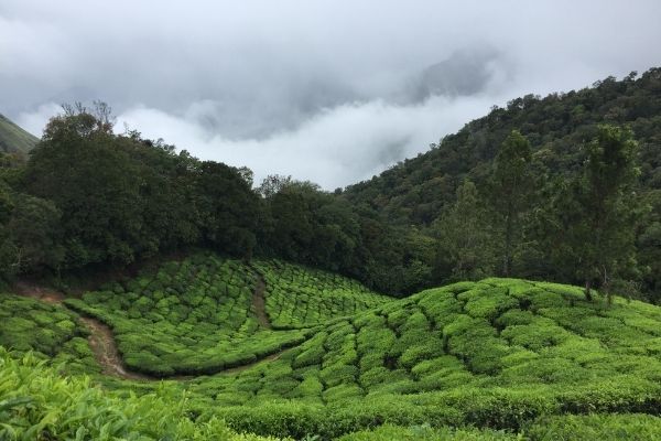 Major-Tea-Producing-States-In-India