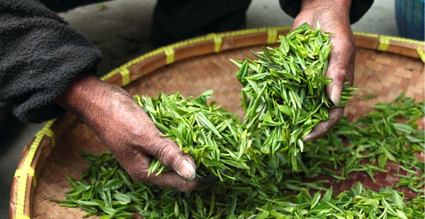 oolong-tea-leaves