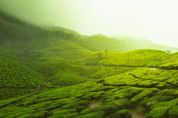 Budhaditya Das Let S Have A Virtual Taste Of The Best Darjeeling Tea