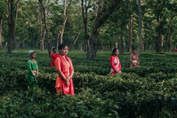 top tea gardens in Assam