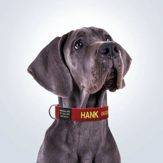 photo - a big dog wearing an xl soft dog collar with name and phone number