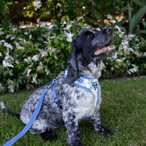a black and white dor wearing harness for dogs while sitting outside and looking to the side