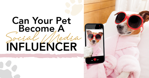 Can you become a Pet Influencer? – PetCollars.com.au