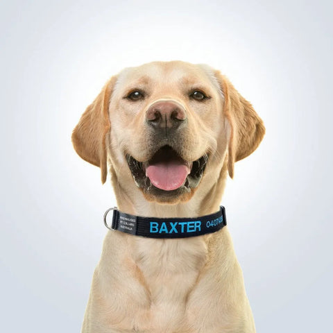 personalised pet collar