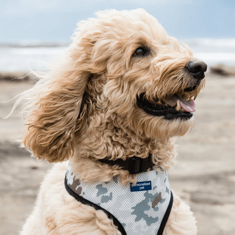 a fluffy dog wearing a dog harness with name