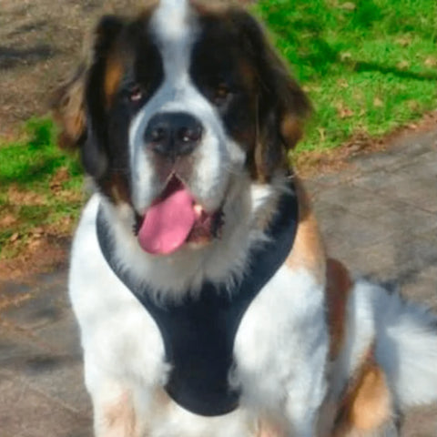 a dog wearing a black pet harness