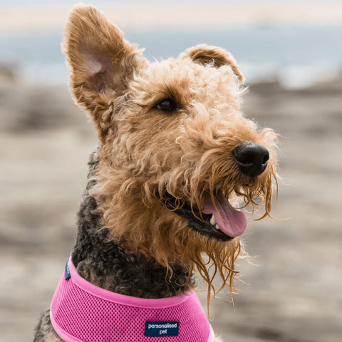 image of a dog wearing a pink dog harness with name Australia