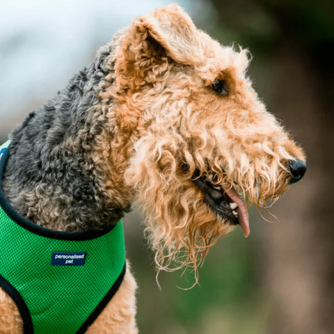 a dog outside wearing a custom dog harness