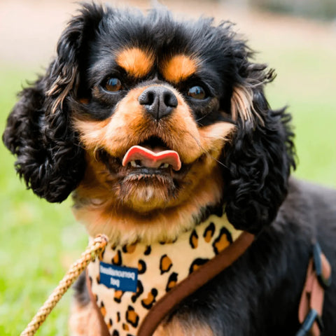 a dog wearing a personalised pet harness