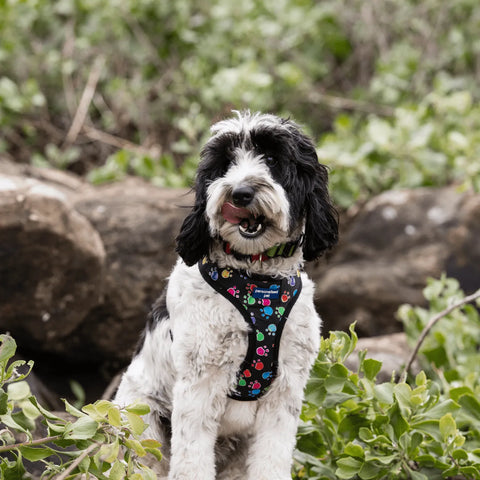 a black and white dog sitting outside wearing a pet harness with name