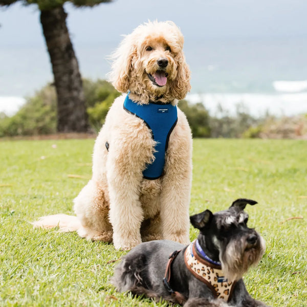 photo - two dogs in nature wearing dog harnesses