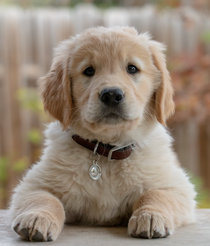 photo - a golden retriever puppy looking at the camera and wearing a dog name tag