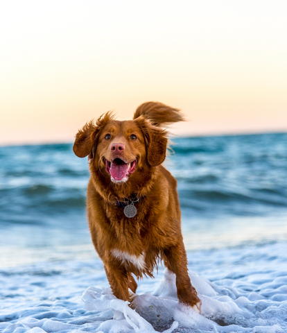 photo - dog running in water wearing a collar dog name tag