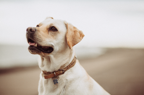 photo - dog sitting on a beach with a leather collar and dog name tag on