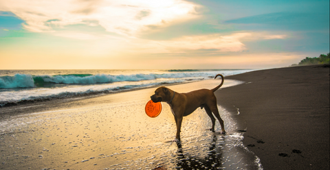 photo - a scenic sunset beach scene with a dog looking at the horizon with a toy in it mouth
