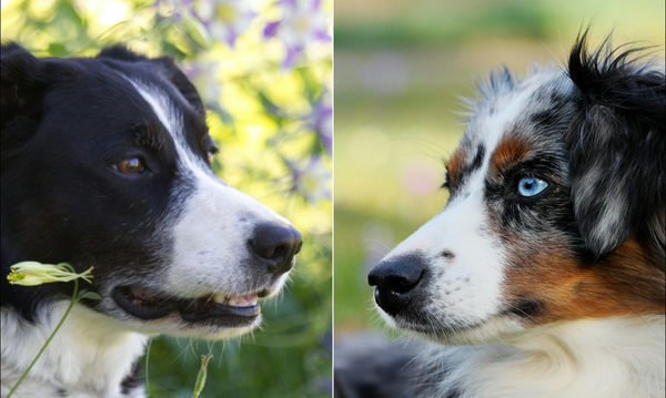 photo - Australian Shepherd vs Border Collie staring at each other close up shot with greenery in the background