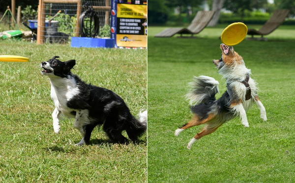 photo - Australian Shepherd vs Border Collie playing fetch outside in a park on green grass