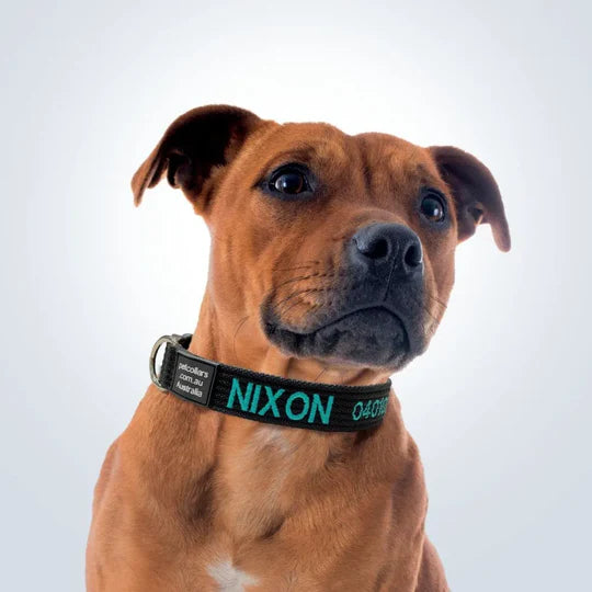 photo - a dog wearing a stylish good dog collar with name embroidery