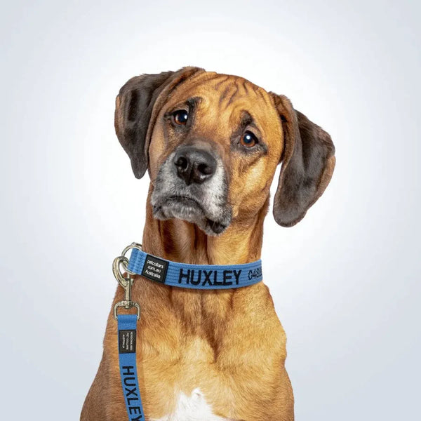 photo - a dog with a puzzled look on its face in a studio setting