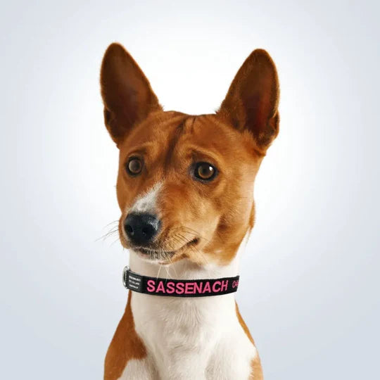 photo - personalised top rated dog collars