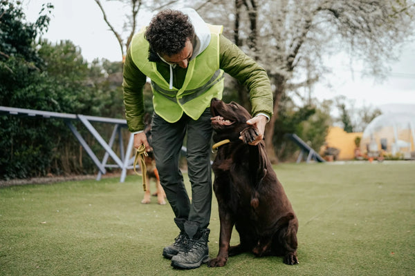 photo - reactive dog training session with a brown lab and a dog trainer