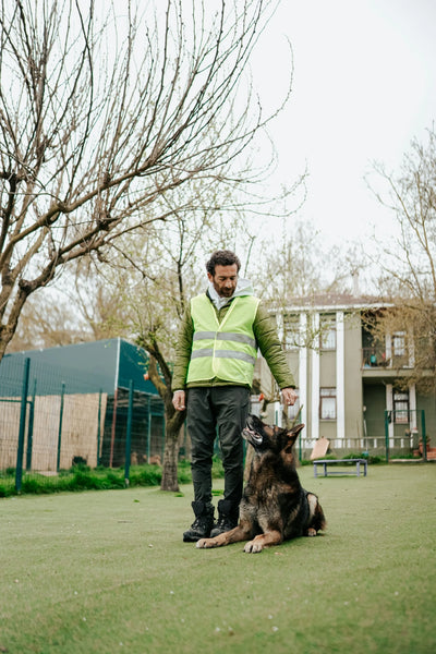 photo - a dog trainer performing reactive dog training melbourne