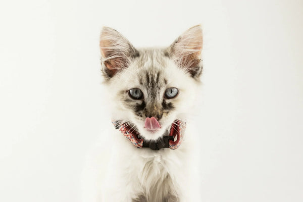 photo - a kitten eating out of a cat lick mat