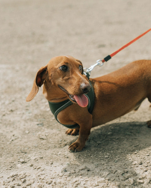 photo - a dog with a long dog lead