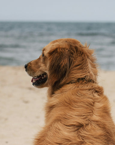 photo - a golden retriever facing its back to the camera looking to the side with an ocean background