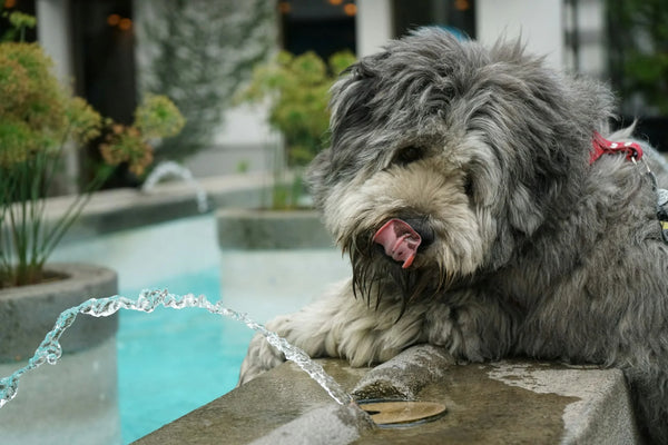 photo - lack of pet bowls makes dog drink from a fountain