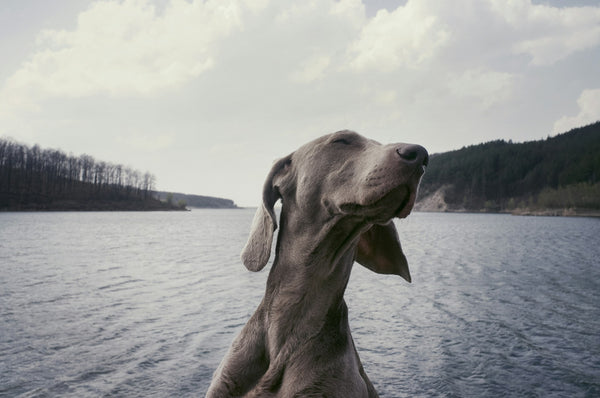 photo - a grey great dane dog looking to the side with a backdrop of lake and forest