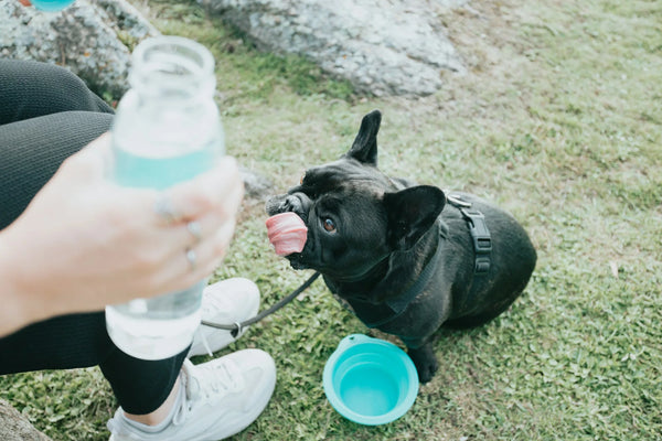 photo - a small dog happy to be drinking out of one of its collapsible pet bowls