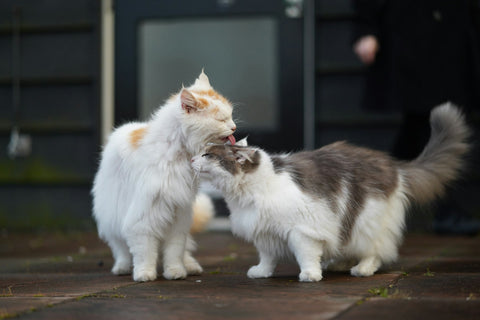 photo - two fluffy cats licking each other