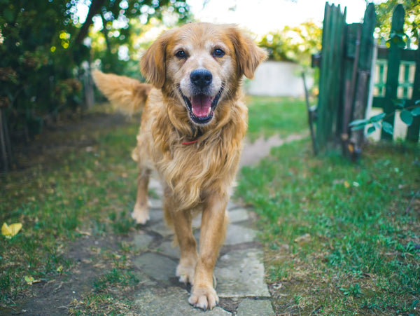 photo - dog proof fencing, a happy dog not digging a fence