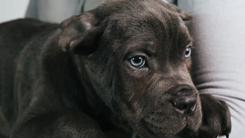 photo- black puppy with blue eyes looking to the side