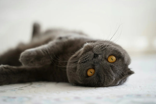 photo - scottish fold domestic cat breeds Australia laying down on bed looking at the camera