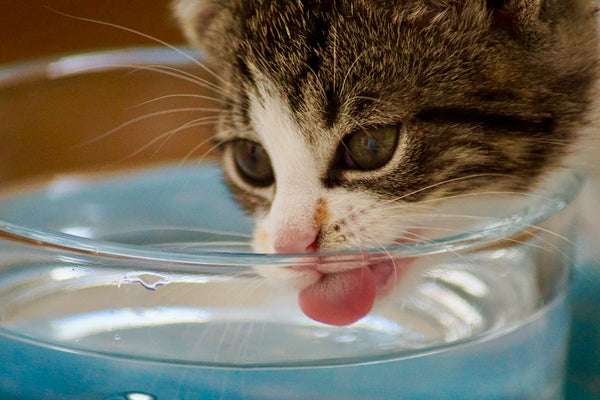 photo - a close up of a kitten drinking water from a transparent water bowl after eating a cat treat