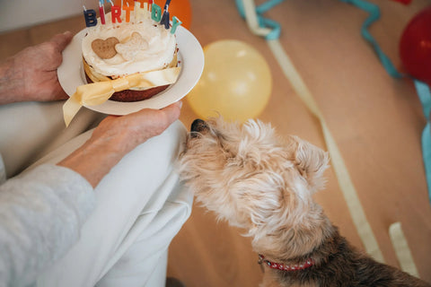 photo - dog birthday presents