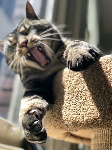 photo - an adopted cat yawning with its claws out sitting on a cat tree