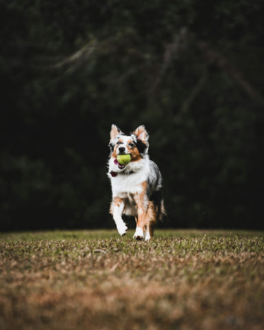 photo - a beautiful australian shepherd dog running towards camera with a ball in its mouth