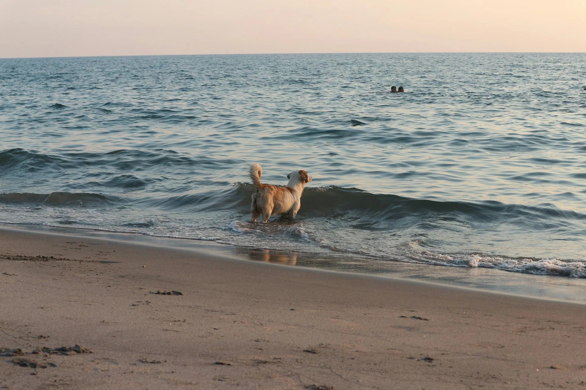 photo - palm beach dog off-leash beach