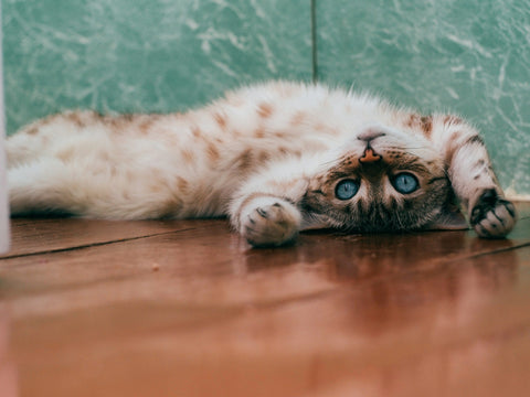 photo - a kitten laying on its back with a funny face