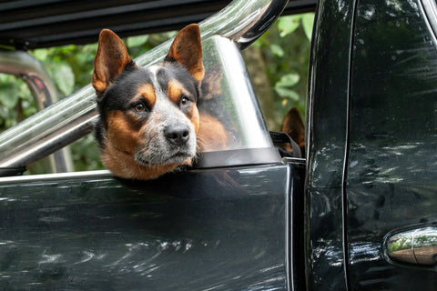 photo - a dog sticking its head out of a ute while attached with a dog car restraint