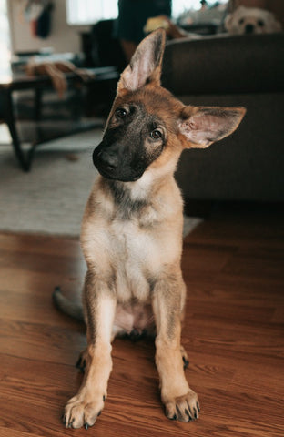 photo - a puppy sitting in a room with a puzzled face